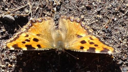 Réf. 201 146 : Nymphalis polychloros